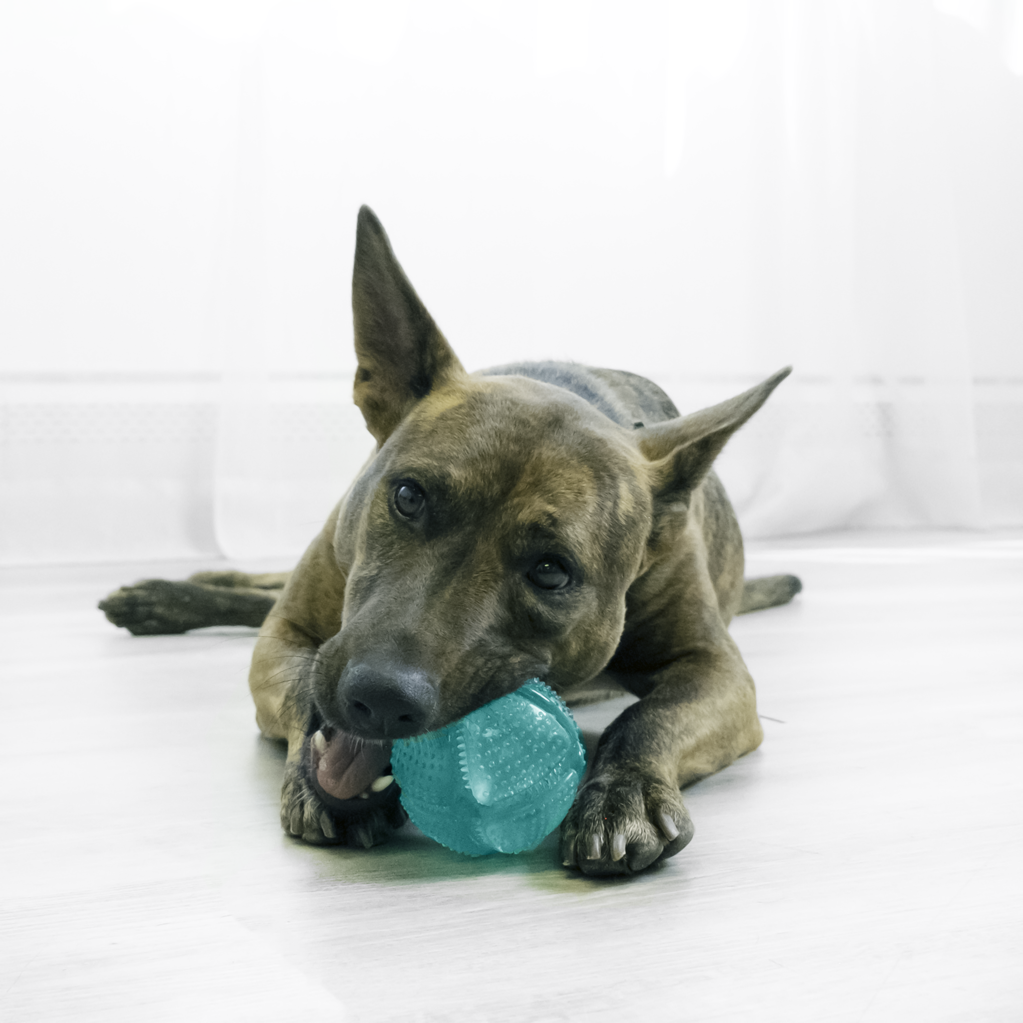 Kong Squeezz Dental Ball